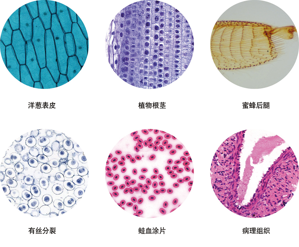 SOPTOP 舜宇 生物顯微鏡 E3 報(bào)價(jià)