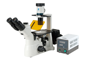 XD Series Fluorescence Biological Microscope